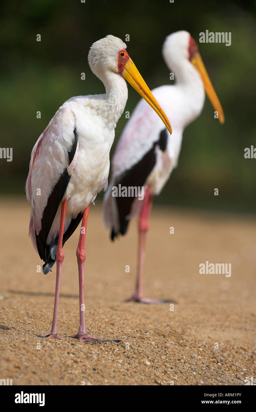 Giallo-fatturati cicogne (Mycteria ibis), in allevamento piumaggio sul lungofiume, il Parco Nazionale Kruger, Sud Africa e Africa Foto Stock