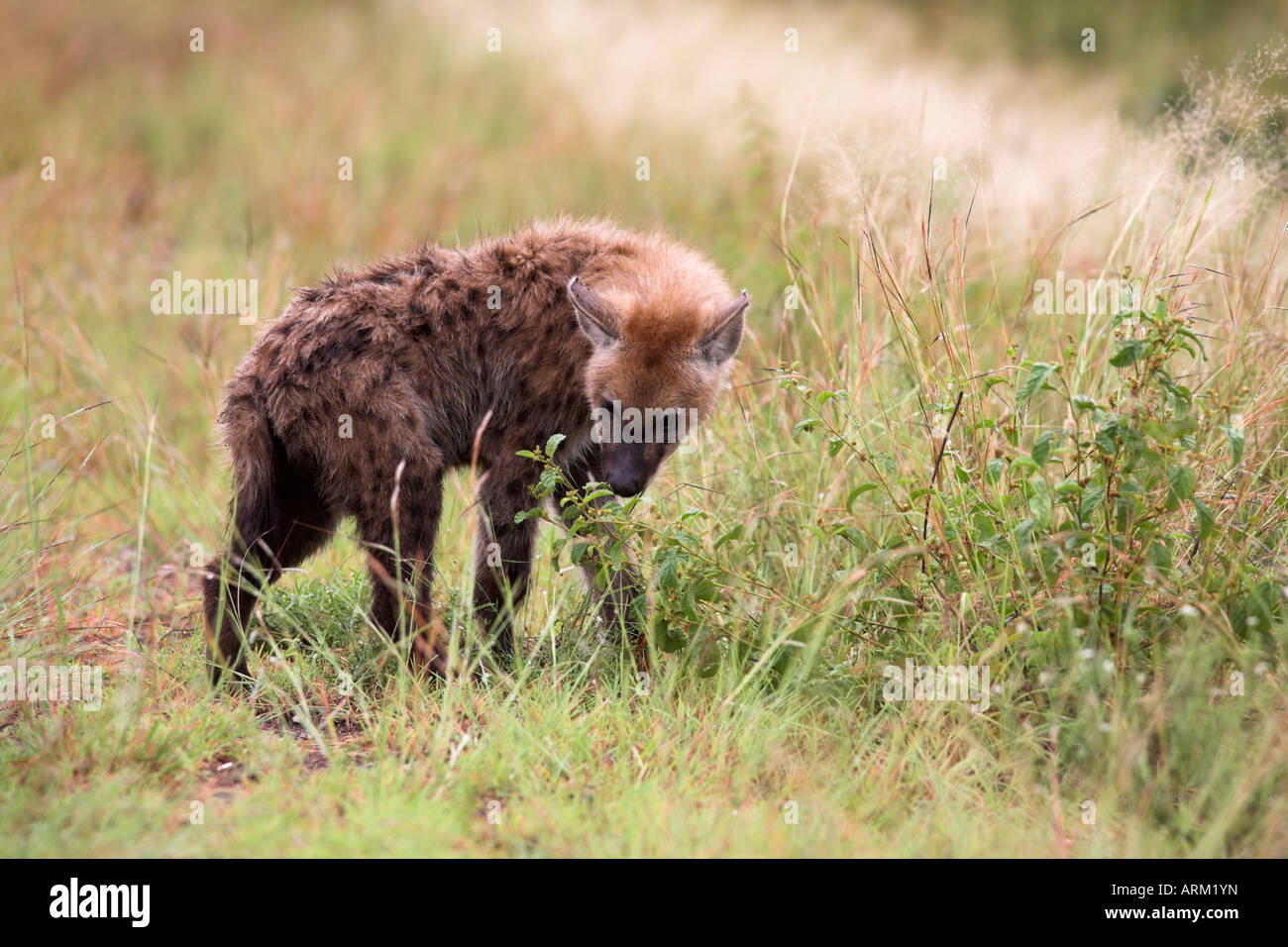 Giovani spotted hyena (Crocuta crocuta), di prelevare un profumo, il Parco Nazionale Kruger, Mpumalanga, Sud Africa e Africa Foto Stock