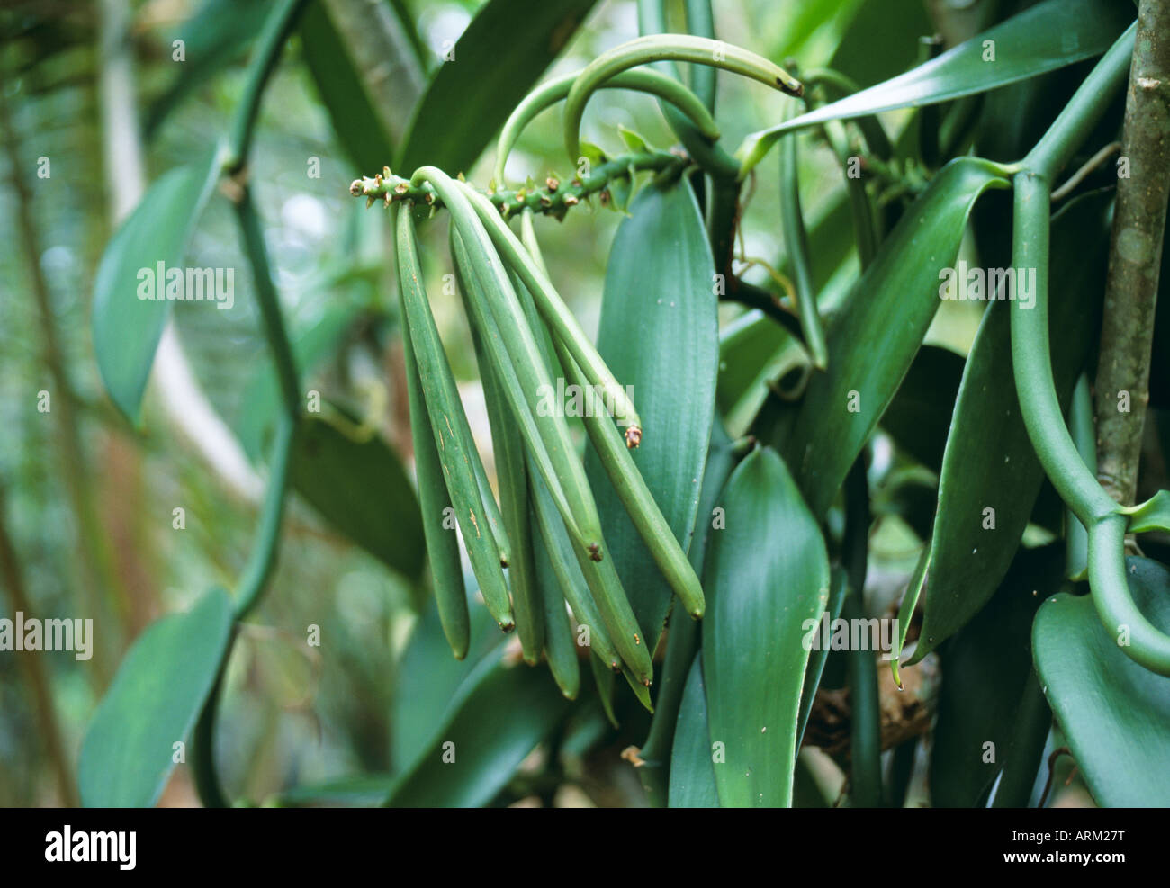 La vaniglia(Vanilla planifolia) Plantation, Nuova Caledonia Foto Stock
