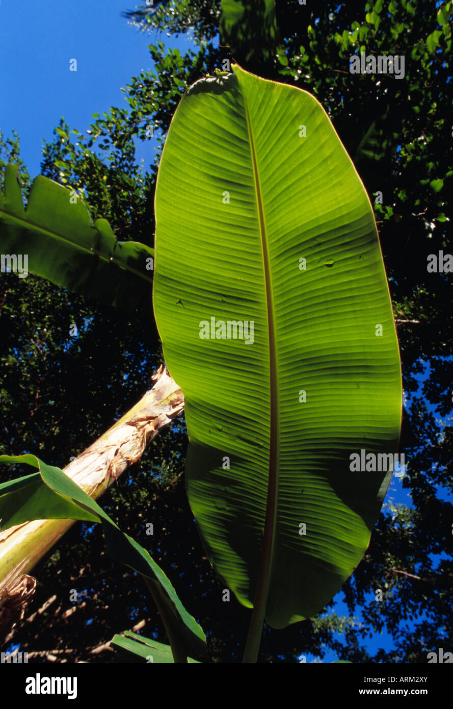 Foglie di banano, Malaysia orientale Foto Stock