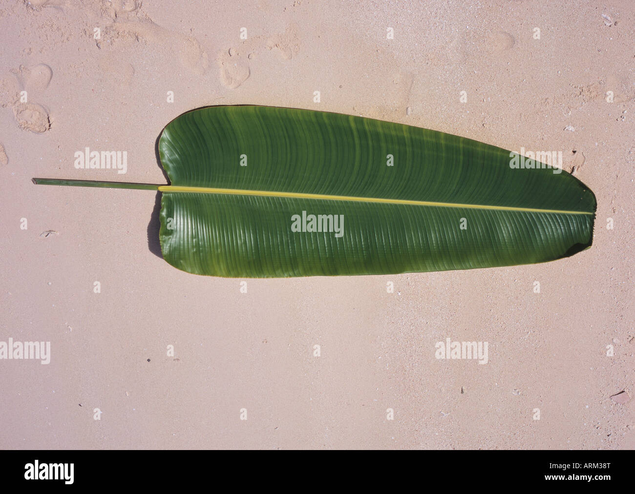 Banana Leaf sulla spiaggia a est della Malaysia Foto Stock