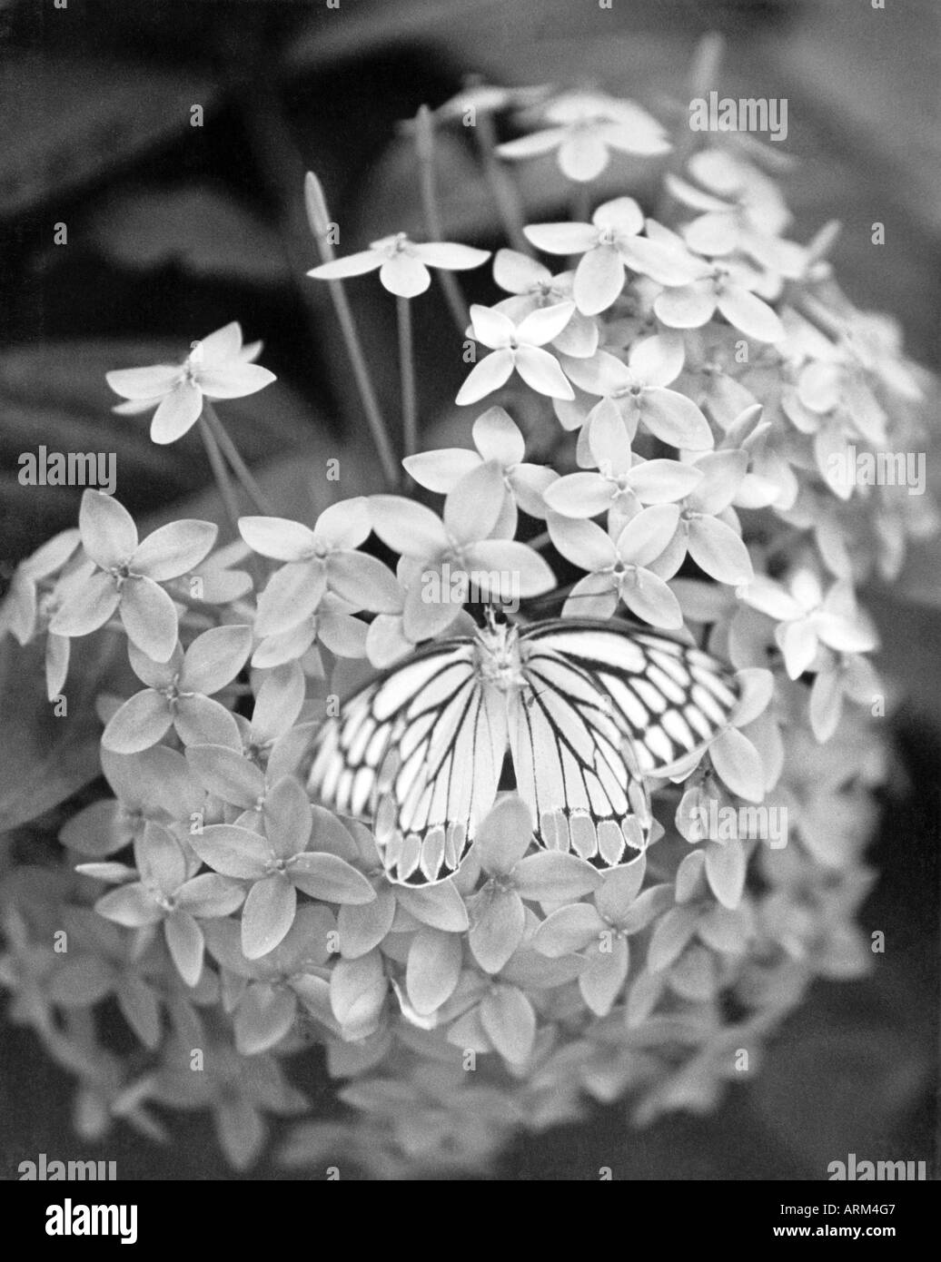 VRB101338 farfalla sul fiore ortensie India 1940s Foto Stock