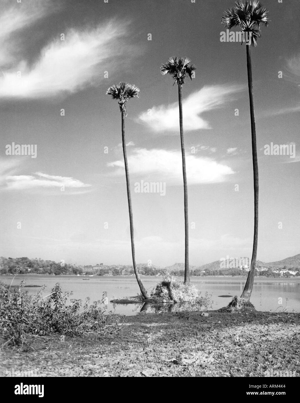 VRB101358 tre palme a Lago Powai Bombay Mumbai India Maharashtra 1940s Foto Stock