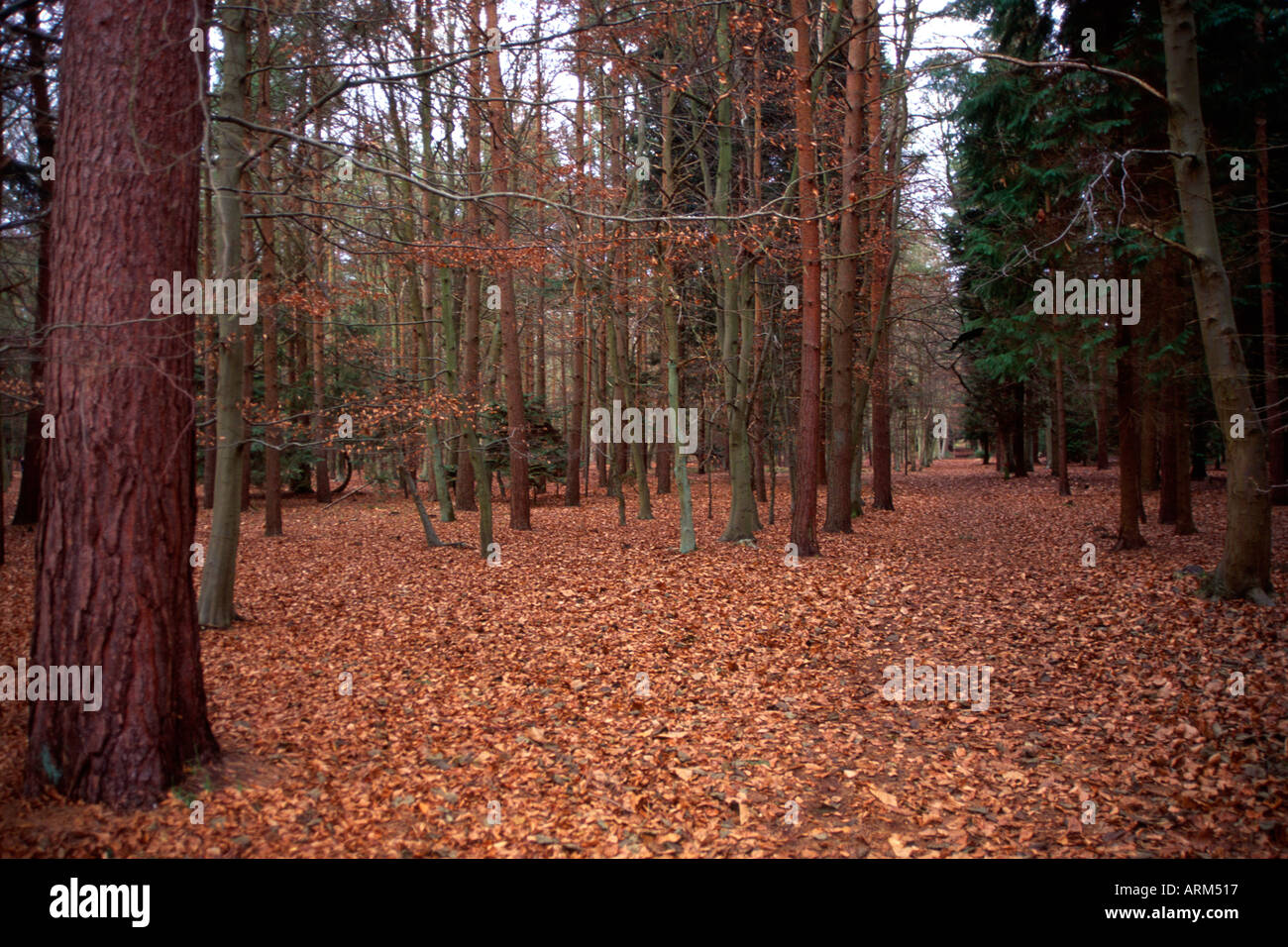 Alberi nella foresta di Rendlesham con profonda figliata di foglia Suffolk in Inghilterra Foto Stock