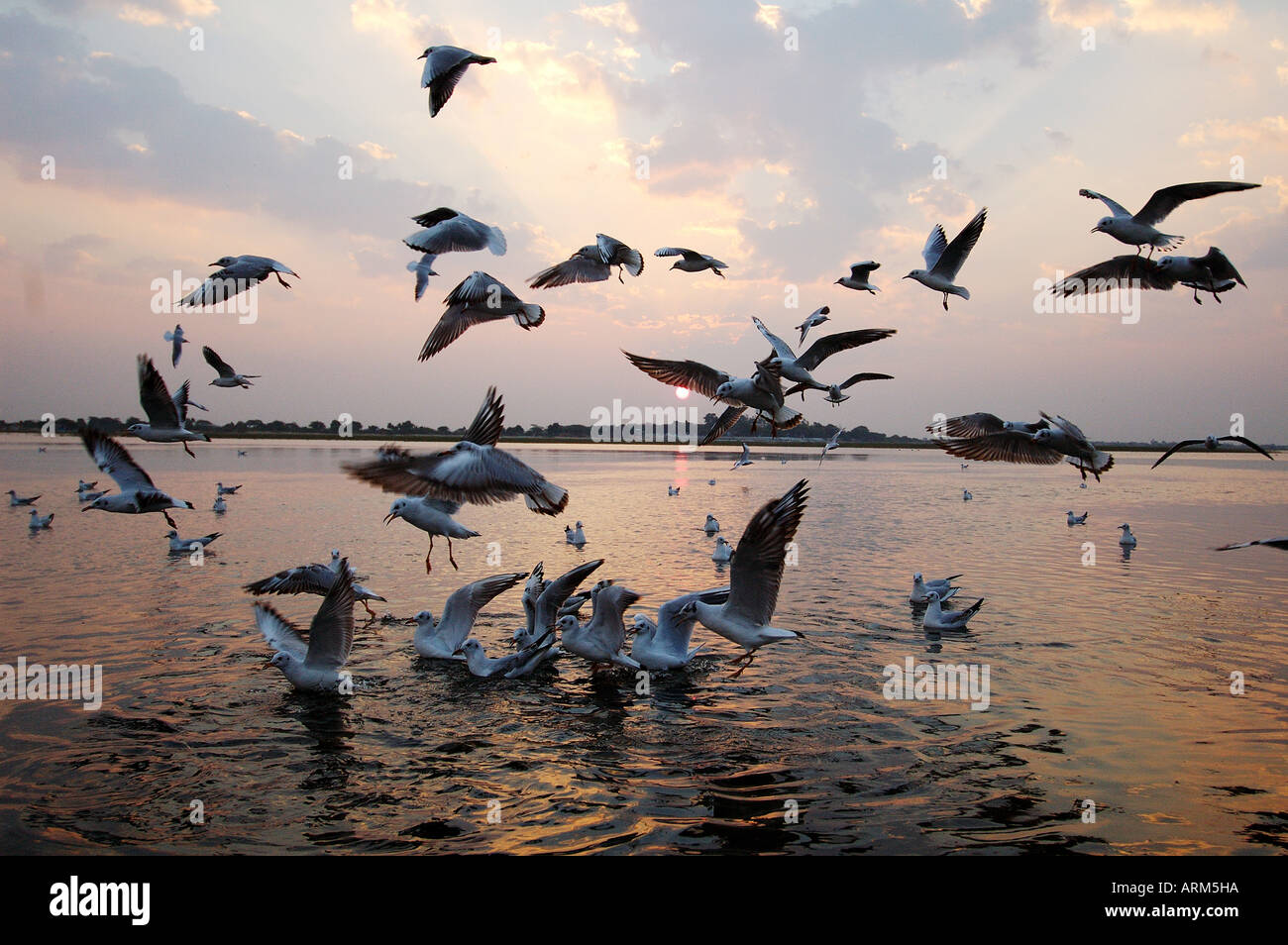 RAJ101167 Gabbiani volare al tramonto Nalsarovar Bird Sanctuary Gujarat India Foto Stock