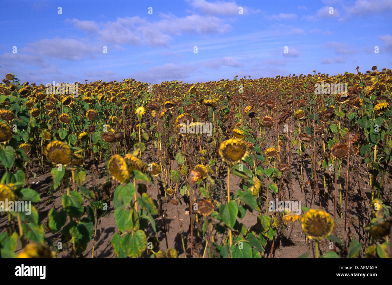 Morendo girasoli in un campo Foto Stock