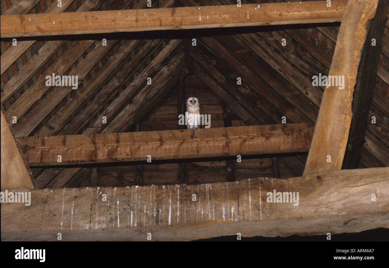 Barbagianni sulla parte superiore della trave in fienile WESTSUSSEX REGNO UNITO Foto Stock
