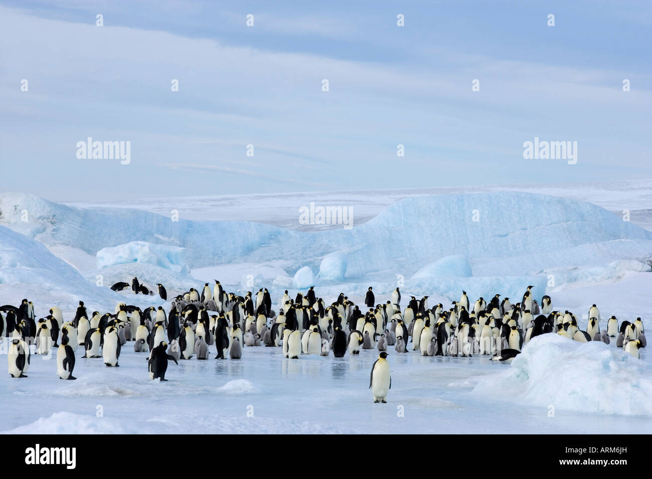 L'imperatore colonia di pinguini (Aptenodytes forsteri), Snow Hill Island, Mare di Weddell, Antartide, regioni polari Foto Stock