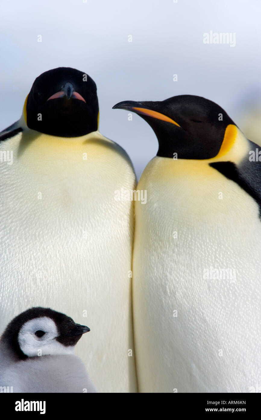 Pinguini imperatore (Aptenodytes forsteri), Snow Hill Island, Mare di Weddell, Antartide, regioni polari Foto Stock