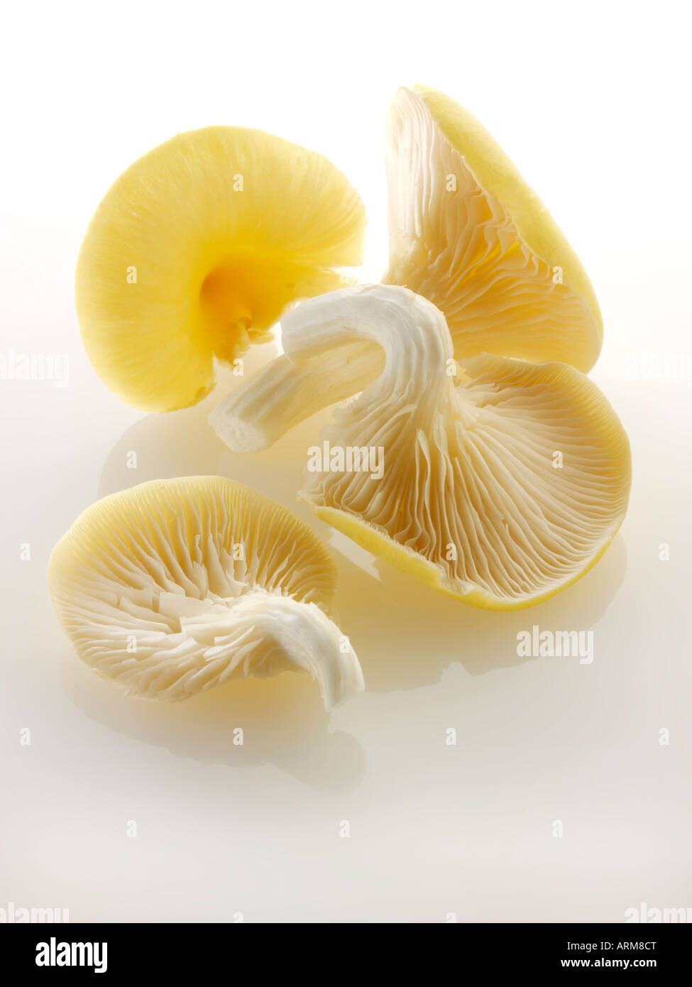 Close up crudo fresco prelevato ONU-Giallo cotto funghi Oyster isolato su uno sfondo bianco Foto Stock
