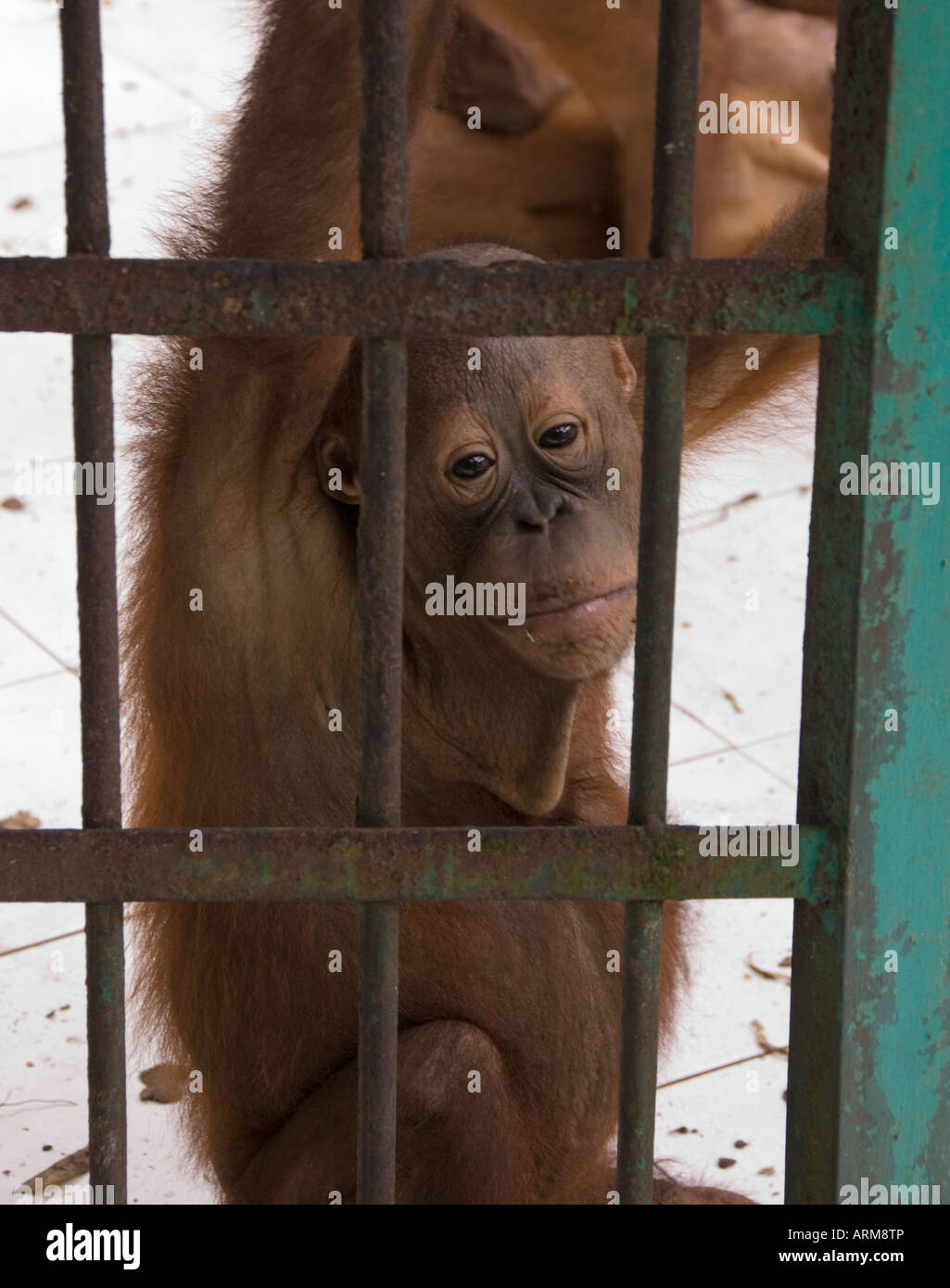 Giovani orangutan cercando triste in gabbia a centro di cura, Pangkalan Bun, Indonesia, Borneo Foto Stock