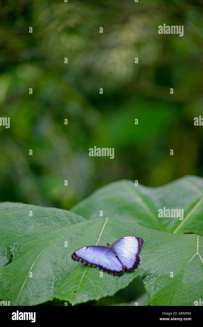 Un blu morfo morfo Foto Stock