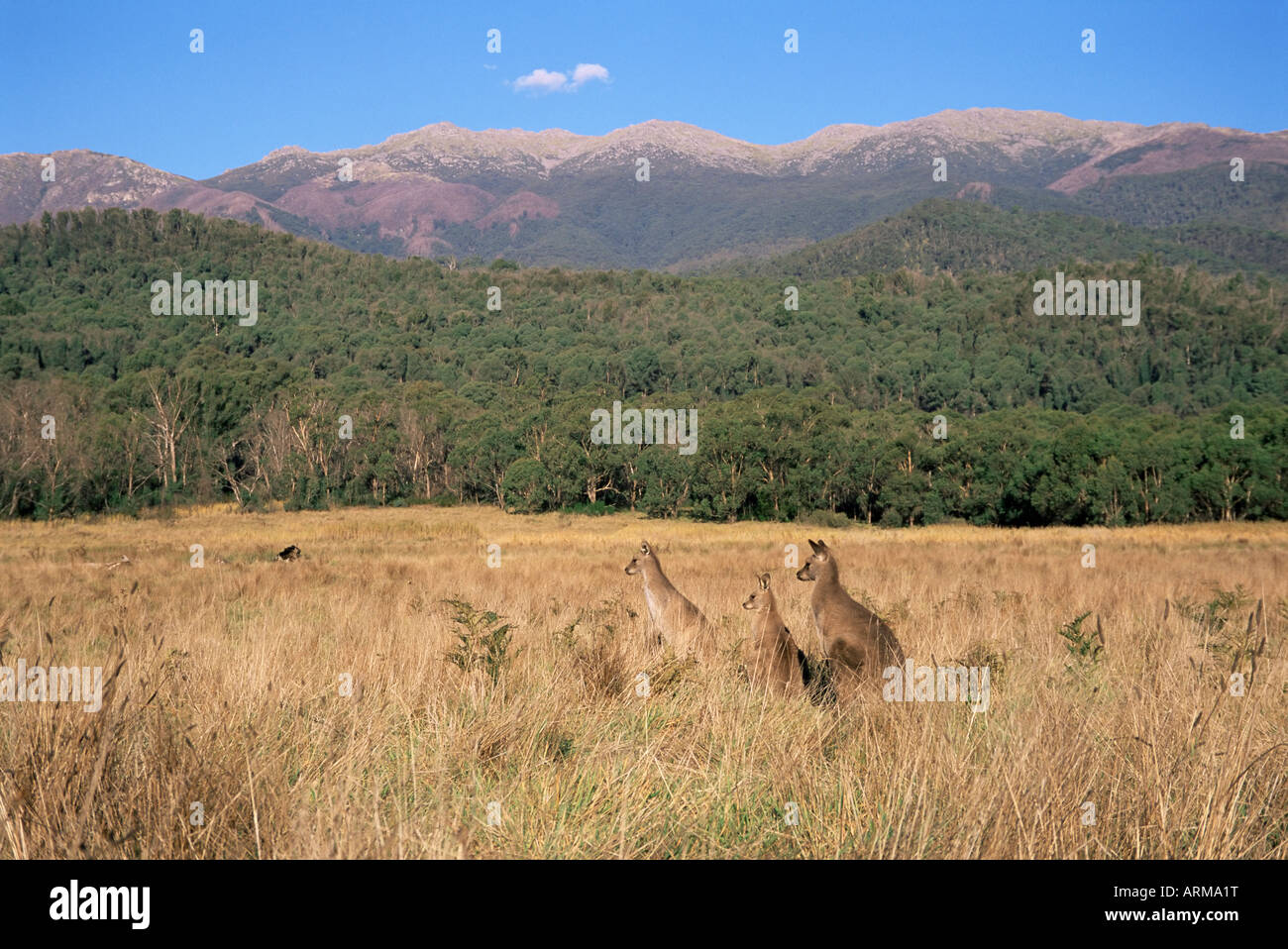 Grigio orientale canguri, Nuovo Galles del Sud, Australia Pacific Foto Stock