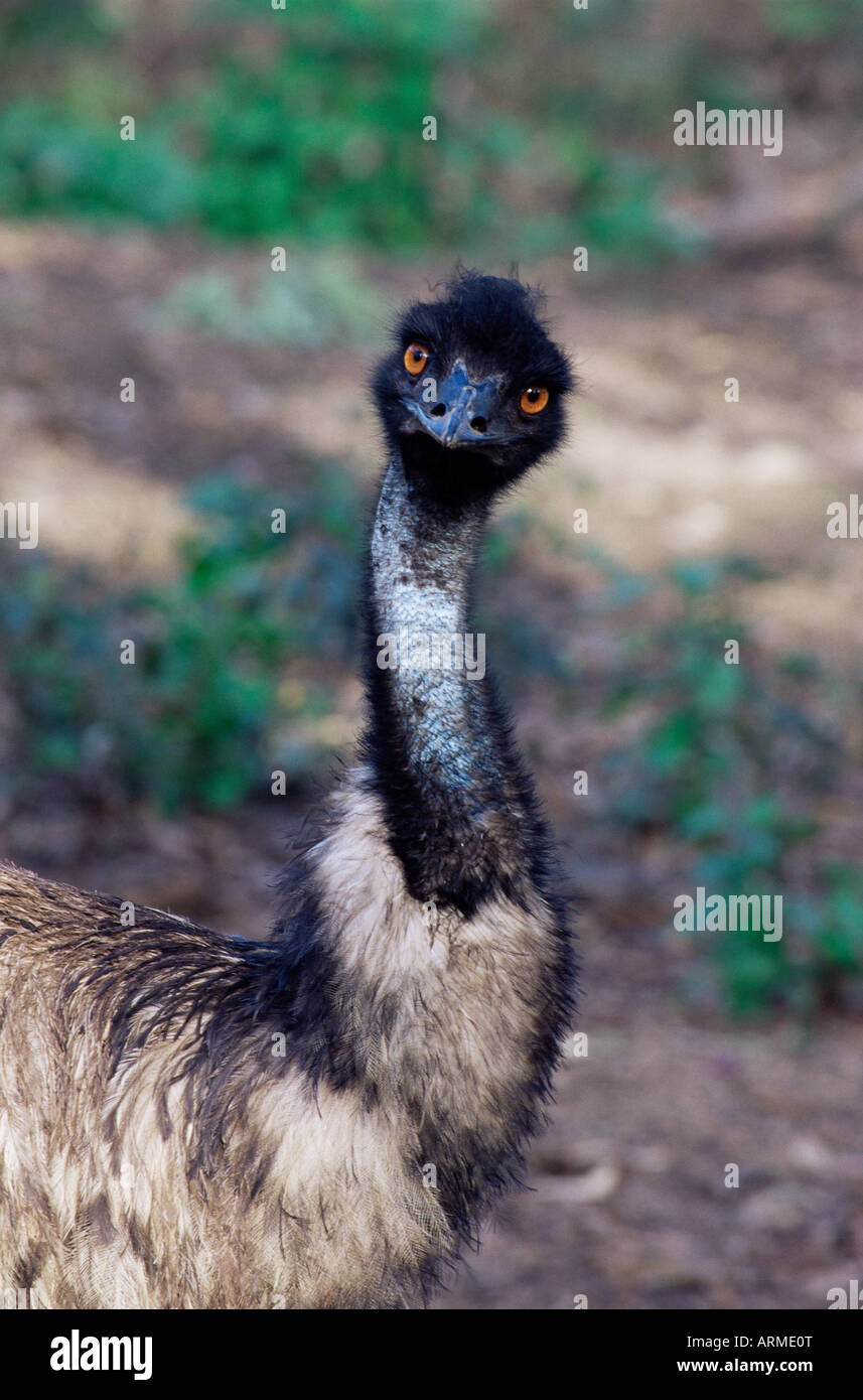 Emu (Dromaius novachollandiae) in cattività, Airlie Beach, Queensland, Australia Pacific Foto Stock