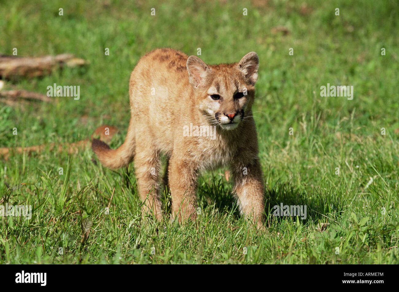Mountain lion (Felis concolor), sei mesi in cattività, arenaria, Minnesota, Stati Uniti d'America, America del Nord Foto Stock