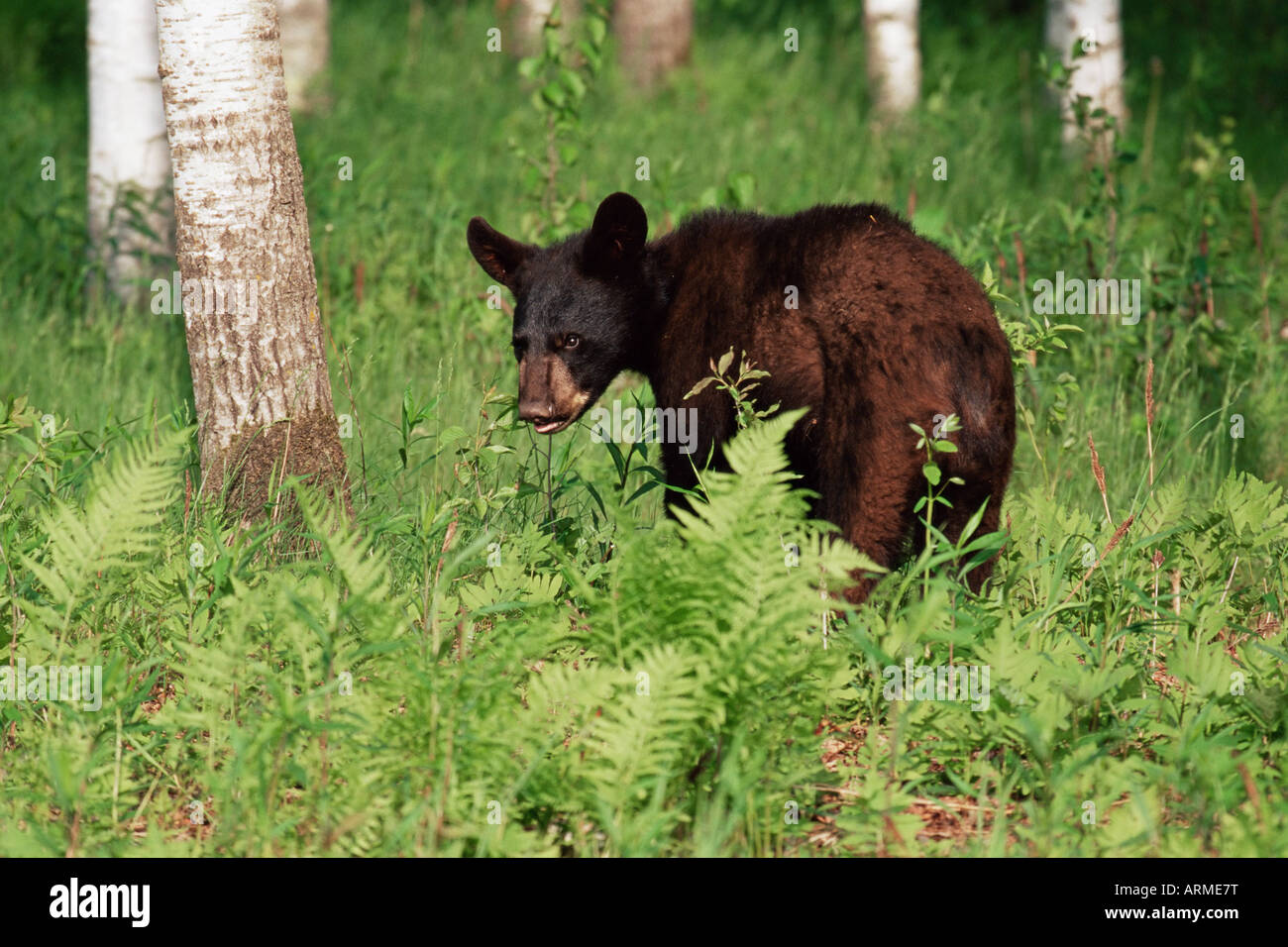 Black Bear Cub (Ursus americanus), in cattività, arenaria, Minnesota, Stati Uniti d'America, America del Nord Foto Stock