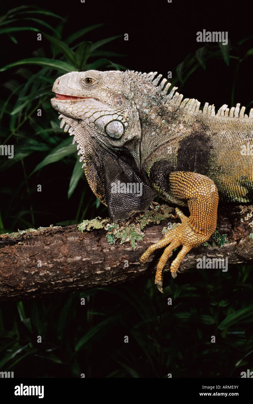 Verde (iguana Iguana iguana) in cattività, dal Central America del Sud Foto Stock