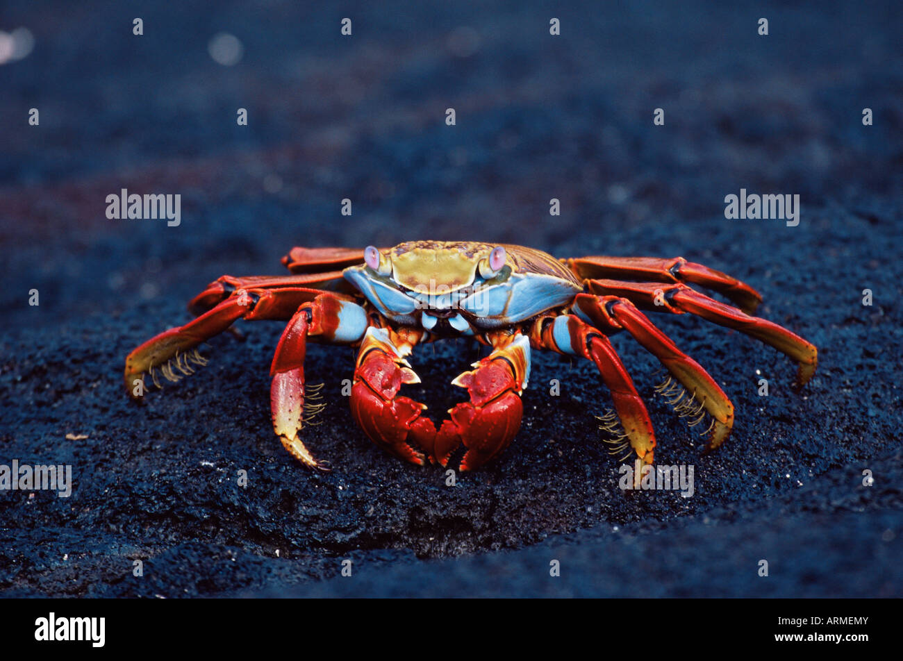 Sally lightfoot crab (Grapsus grapsus), Fernandina Island, Isole Galapagos, Ecuador, Sud America Foto Stock