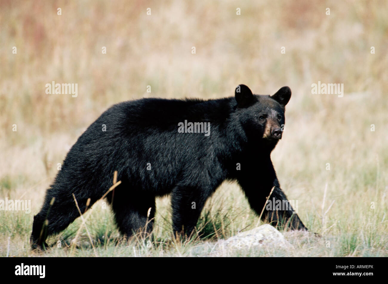 Black Bear (Ursus americanus), al di fuori del Parco Nazionale di Glacier, Montana, Stati Uniti d'America, America del Nord Foto Stock