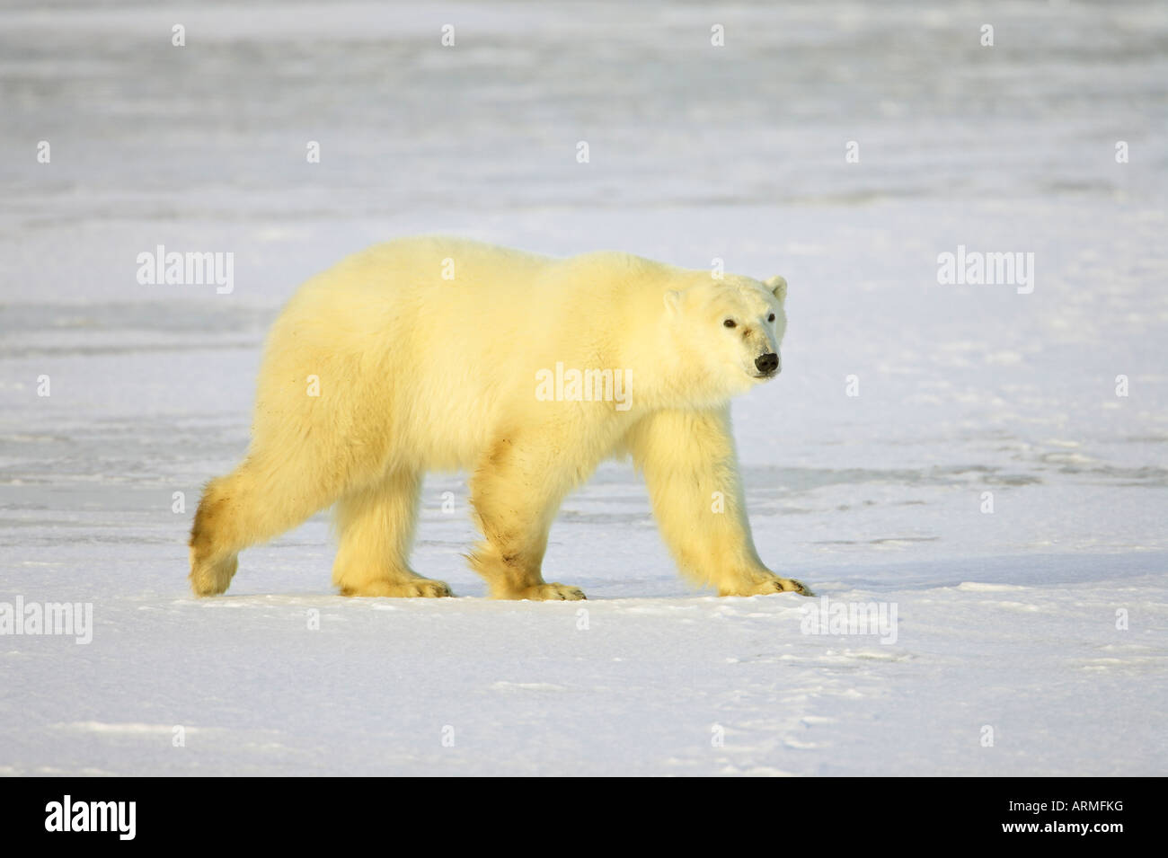 Orso polare (Thalarctos maritimus), Churchill, Manitoba, Canada, America del Nord Foto Stock