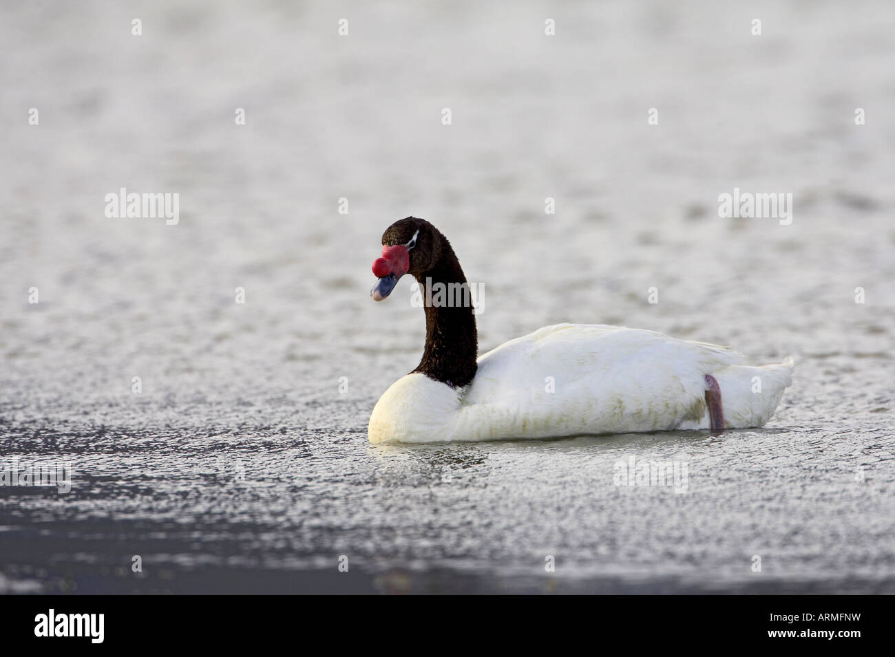 Nero a collo di cigno (Cygnus melancoryphus) nuoto, Torres del Paine, Cile, Sud America Foto Stock