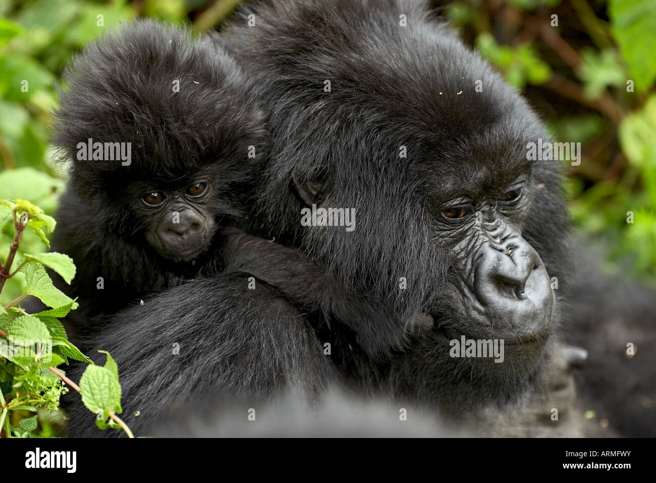 Infant gorilla di montagna (Gorilla gorilla beringei), Amahoro un gruppo, Parco Nazionale Vulcani, Ruanda Foto Stock