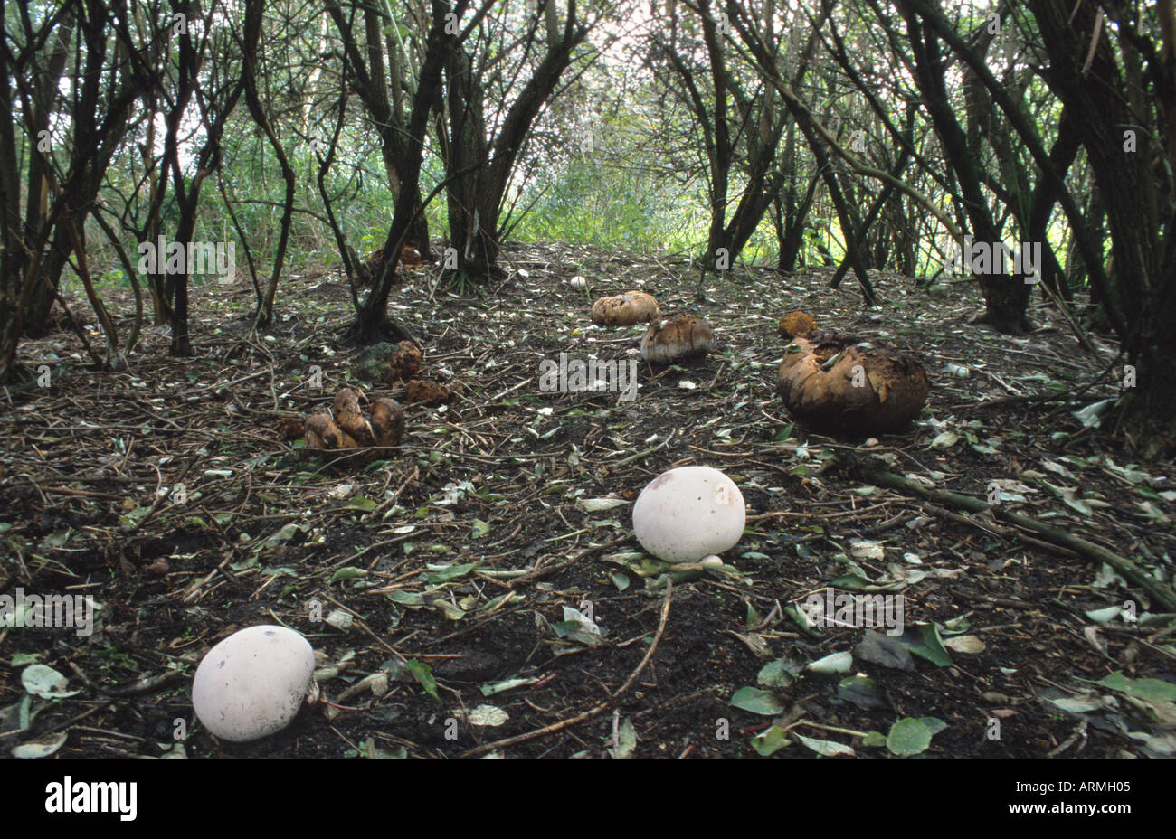 Puffball marrone (Bovista nigrescens), di corpi fruttiferi sul terreno, in Germania, il Land Brandeburgo, Niederlausitz, Peickwitz Foto Stock