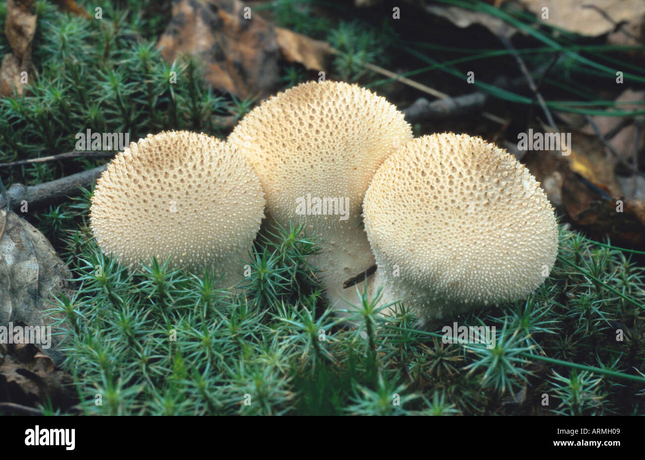 Puffball marrone (Bovista nigrescens), di corpi fruttiferi tra moss, Germania, Brandeburgo, Niederlausitz, Kleinkoschen Foto Stock
