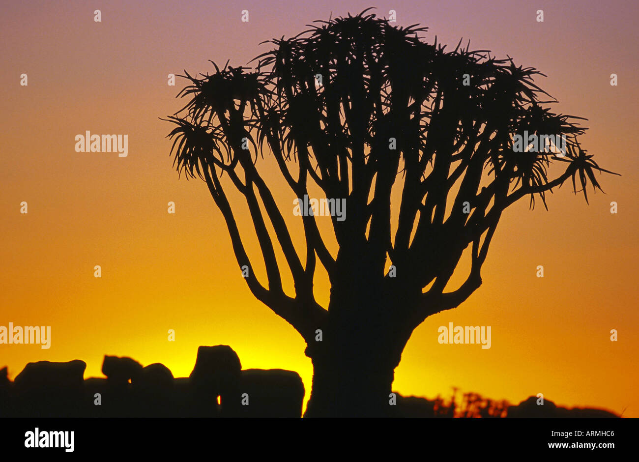 Kocurboom, quivertree (Aloe dichotoma), al tramonto, Namibia Foto Stock