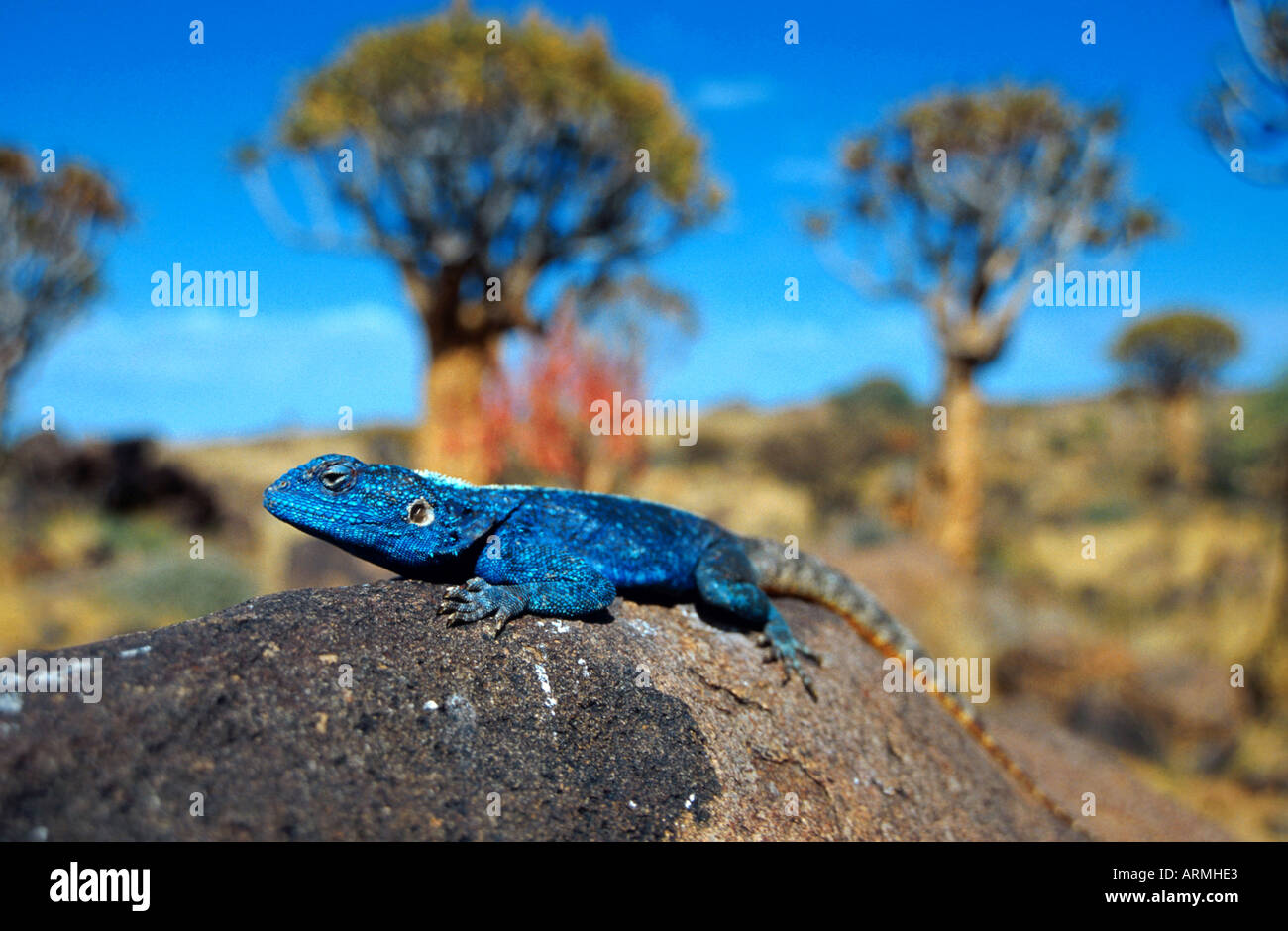 Southern Rock AGAMA SA, South African rock AGAMA SA (AGAMA SA atra), Namibia Foto Stock