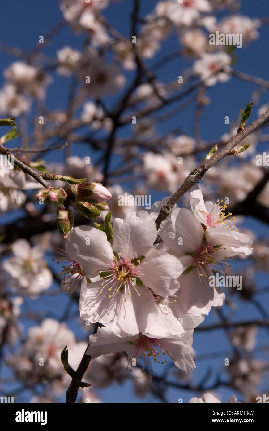 Almond blossom in Andalusia, Spagna Foto Stock