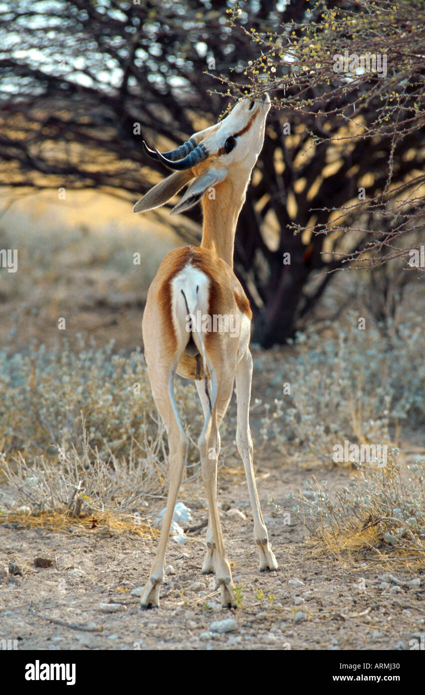 Springbuck, springbok (Antidorcas marsupialis), la navigazione ad un arbusto, Namibia, Etosha NP Foto Stock