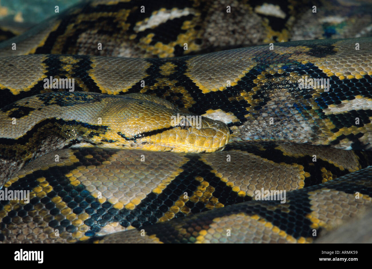 Pitone reticolato (diamond python/Java rock python) (Python reticulatus), ritratto Foto Stock