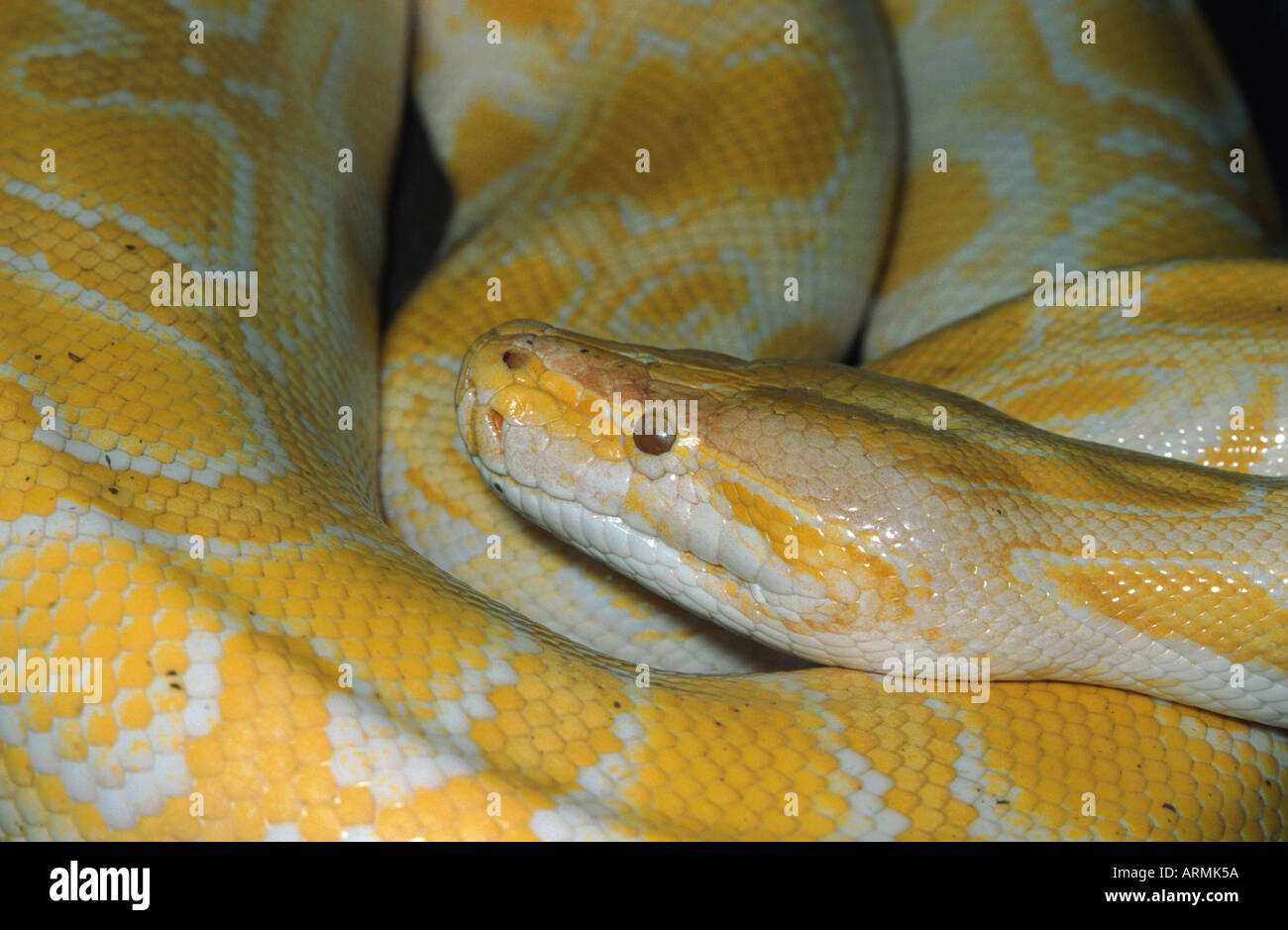 Birmano (Python Python molurus bivittatus), ritratto Foto Stock