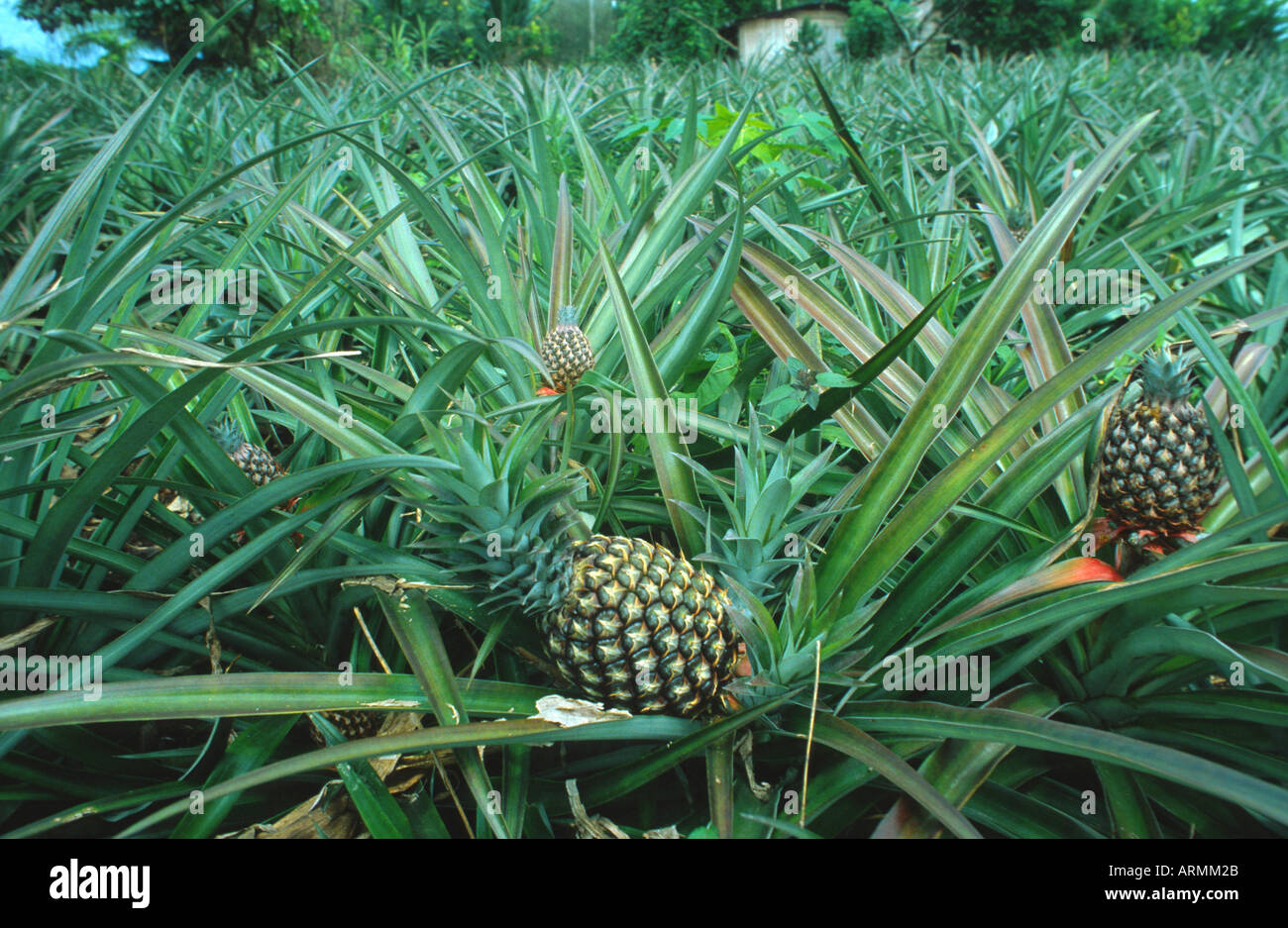 Ananas (Ananas comosus, Ananas sativus), piantagione Foto Stock