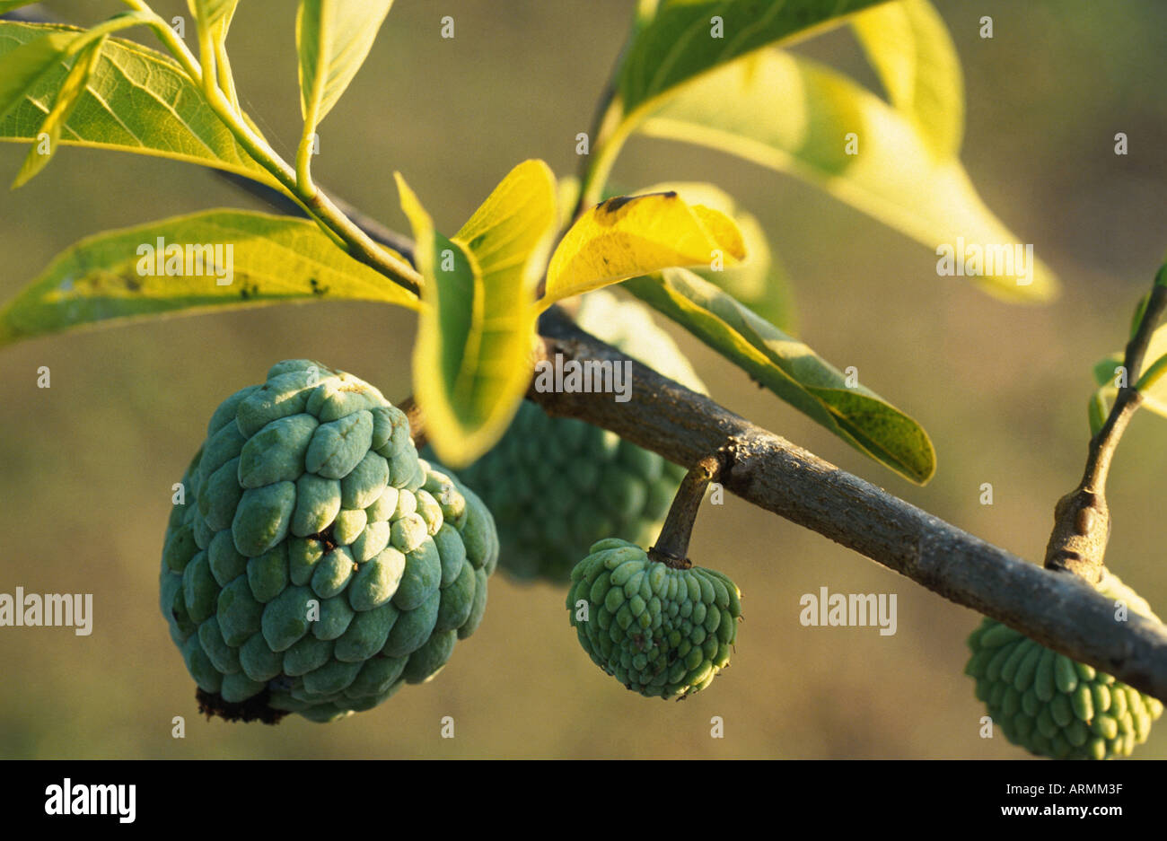 Dolce sop, anone (Annona squamosa), frutta Foto Stock