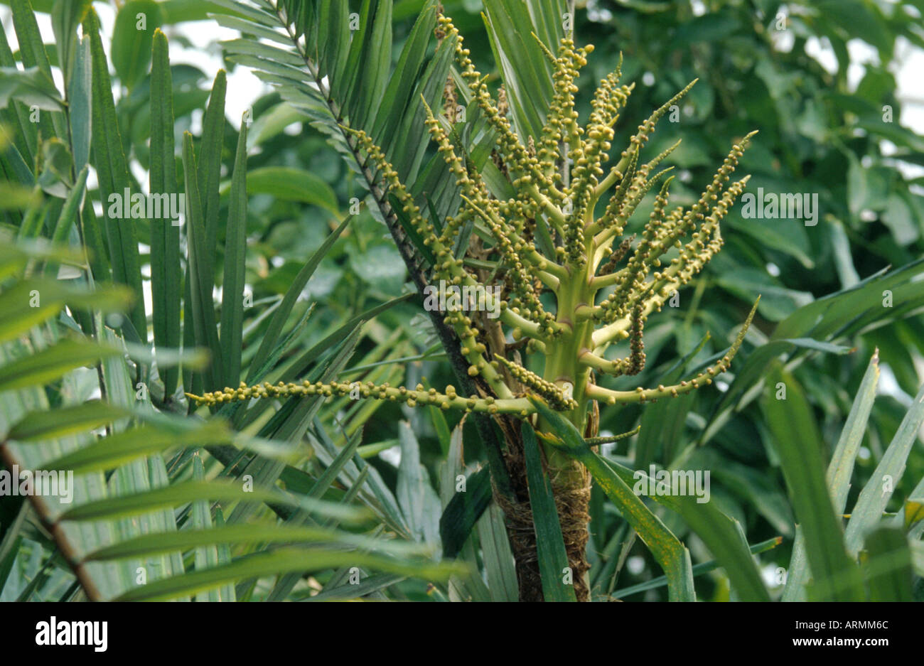 Sugar Palm (Arenga pinnata), foglie e infructescence Foto Stock