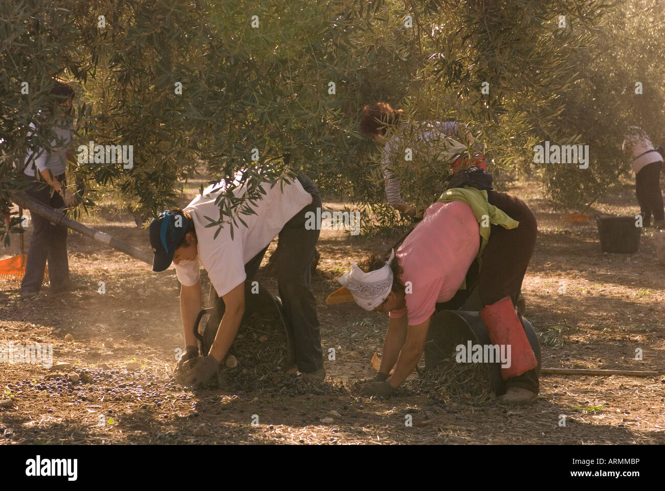 I lavoratori di sesso femminile di raccogliere le olive nel bucket in Andalusia, Spagna Foto Stock