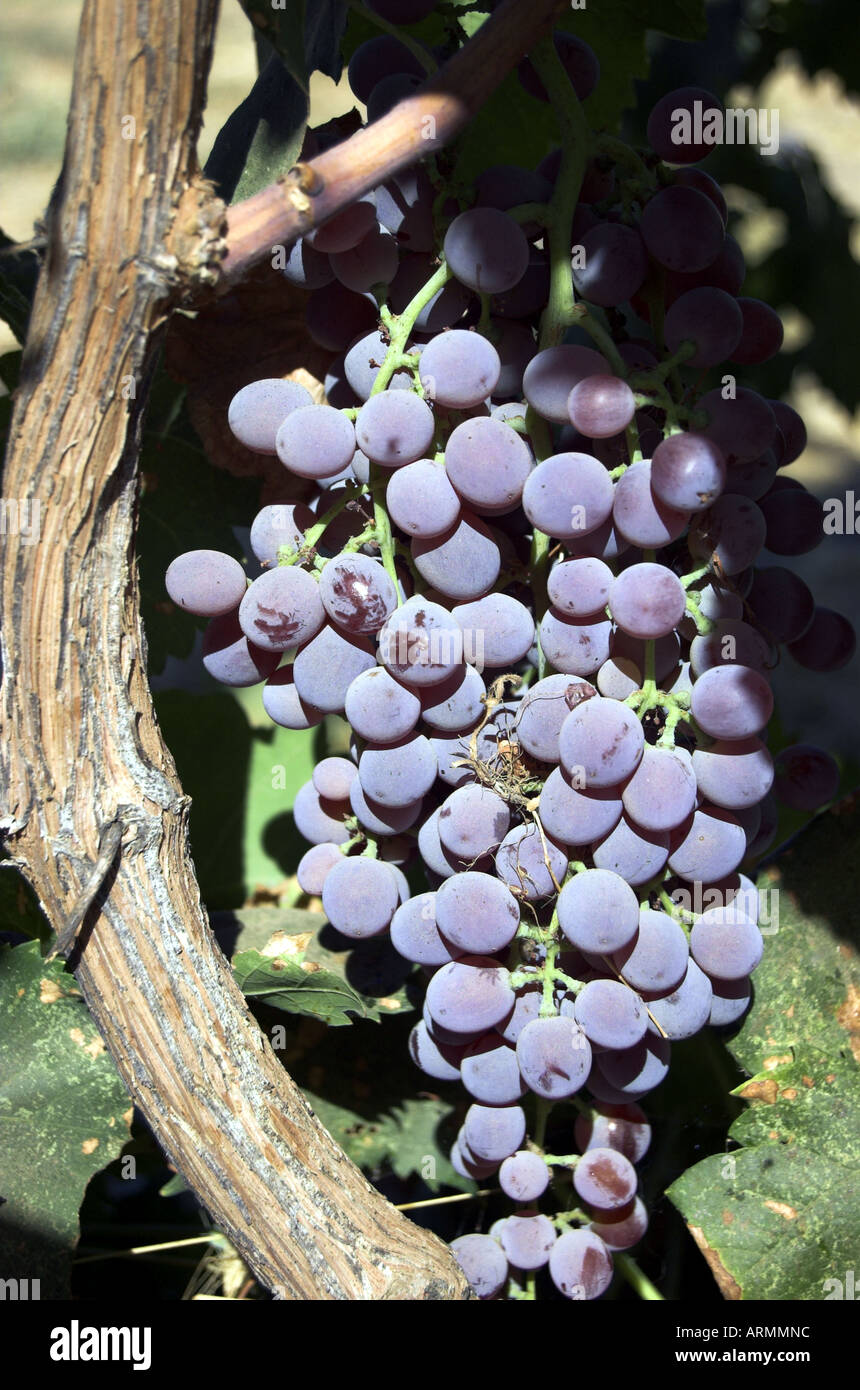 Concord uva sulla vite centrale di San Joaquin Valley Ca USA Foto Stock