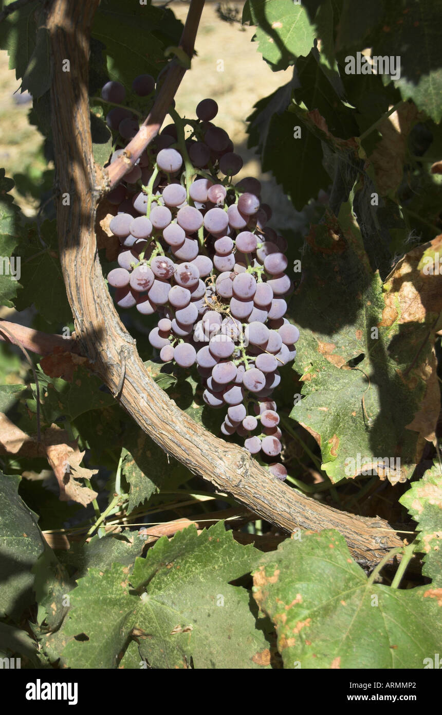Fiamma uva sulla vite centrale di San Joaquin Valley Ca USA Foto Stock