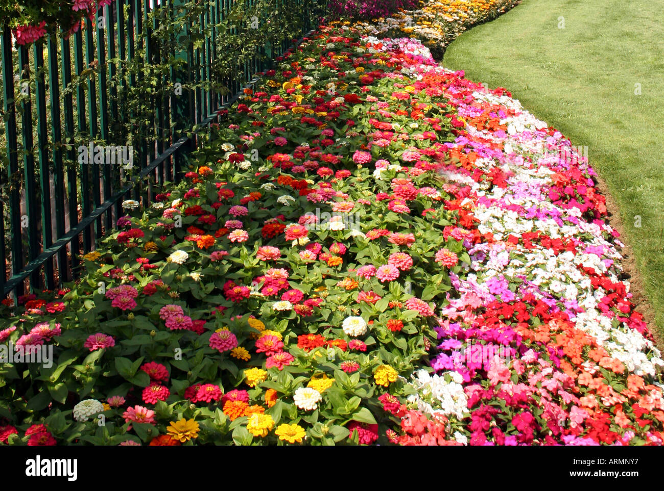 Coloratissimi fiori estivi confine Foto Stock
