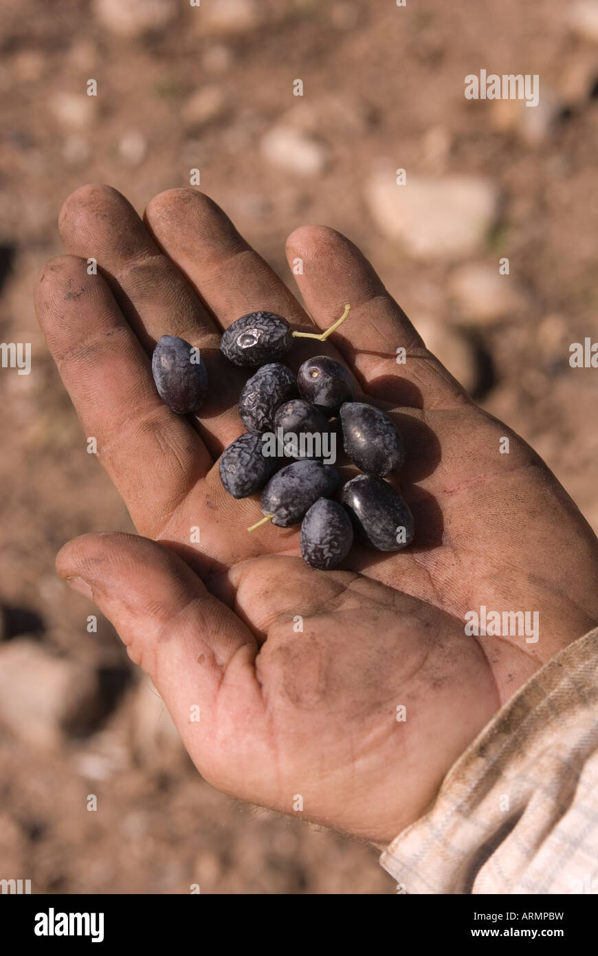 Olive nere in una mano agli agricoltori in Andalusia, Spagna Foto Stock