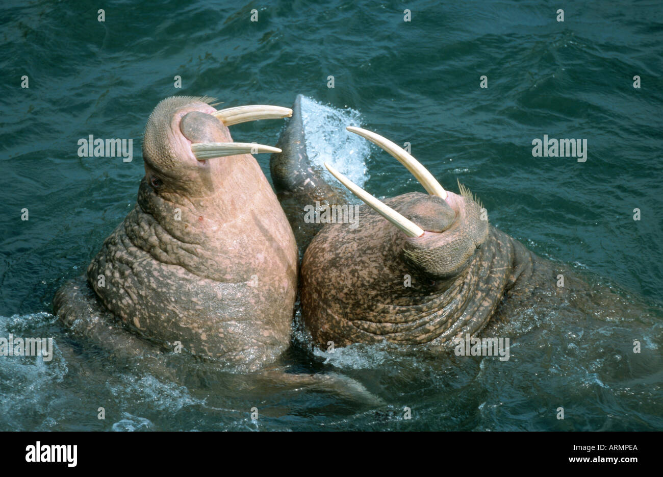 Tricheco (Odobenus rosmarus), i tori da corrida in acqua, STATI UNITI D'AMERICA, Alaska, Round Island Foto Stock