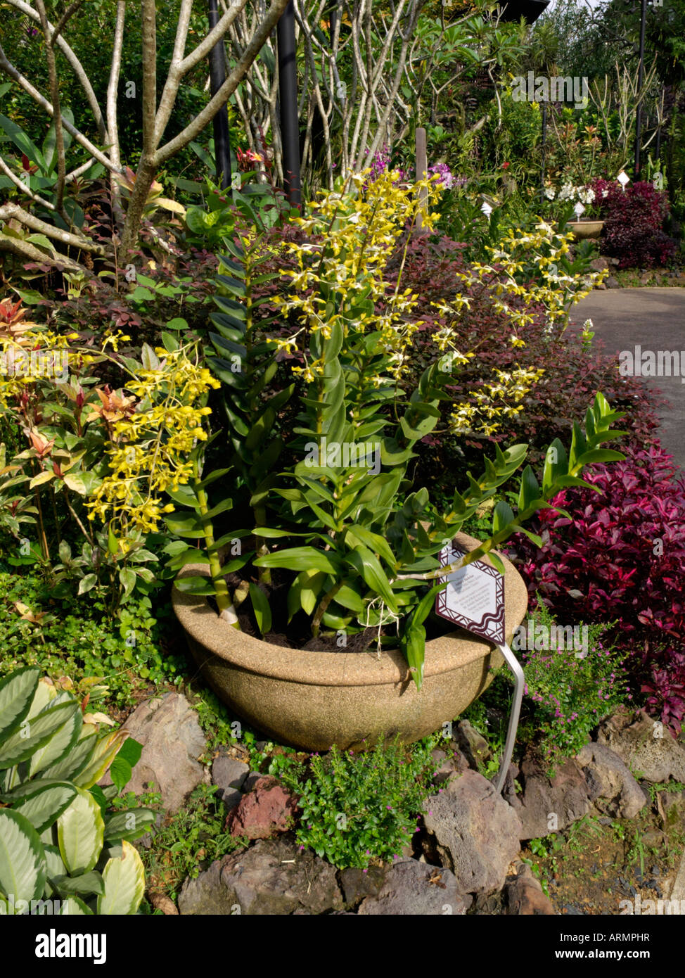 Dendrobium amitabh bachchan, National Orchid Garden, Singapore Foto Stock