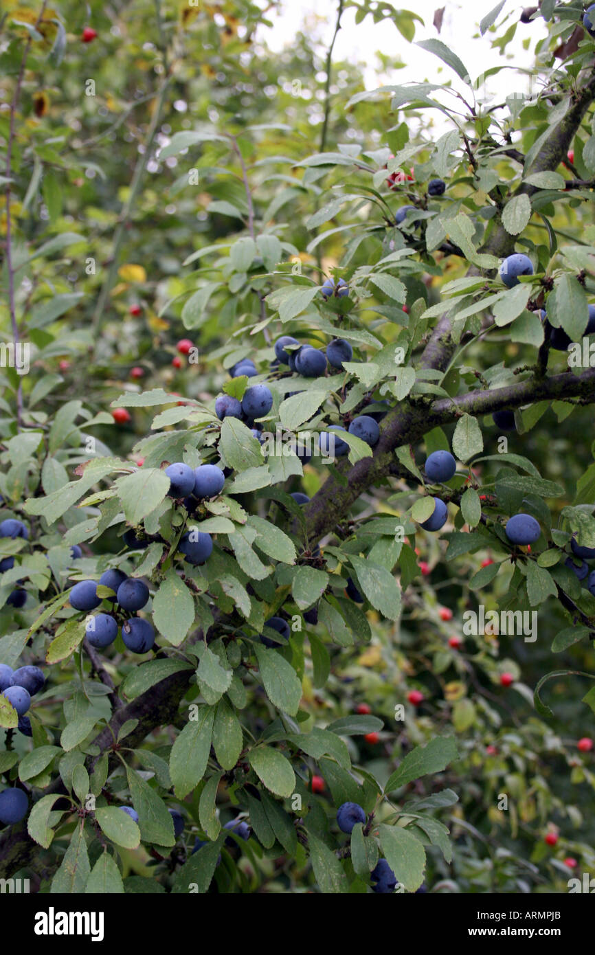 Pianta Di Prunus Spinosa (Prugnolo) | Pianta Da Giardino O Vaso | Rustica E Resistente - Foto 3