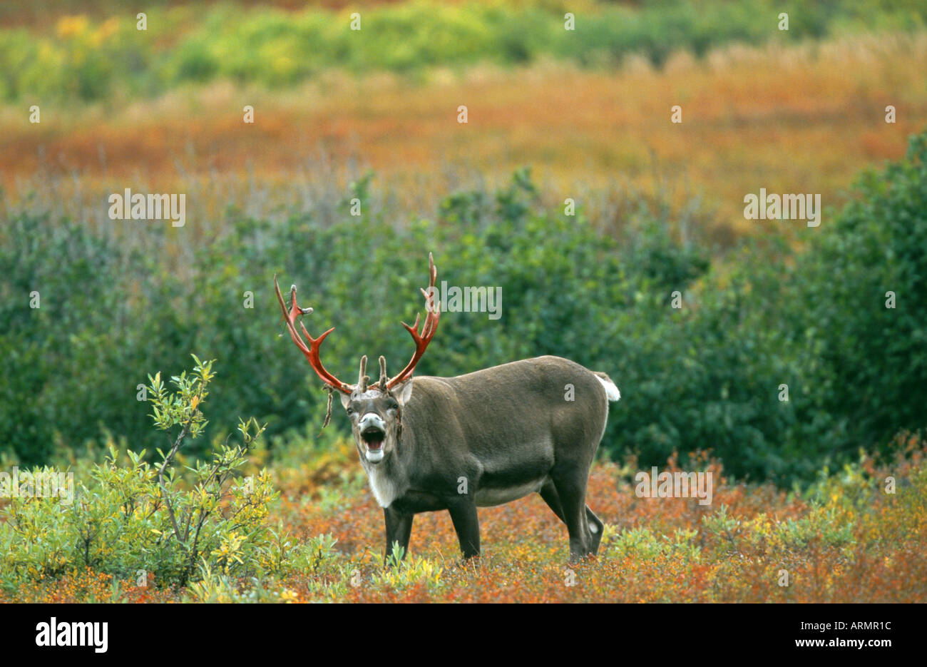 Terra povera carribu, renne (Rangifer tarandus Caribou Coffee Company), Bull curling labbra, STATI UNITI D'AMERICA, Alaska Foto Stock