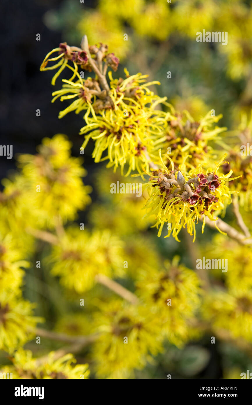 Amamelide : Hamamelis "Pallida' in fiore Foto Stock