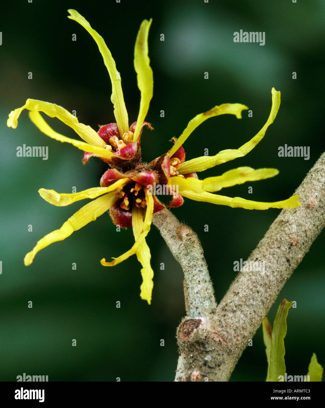 Le fragranti fiori invernali di amamelide (hamamelis) . Essa ha proprietà medicinali. Foto Stock