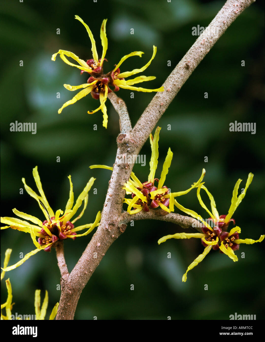 Le fragranti fiori invernali di amamelide (hamamelis) . Essa ha proprietà medicinali. Foto Stock