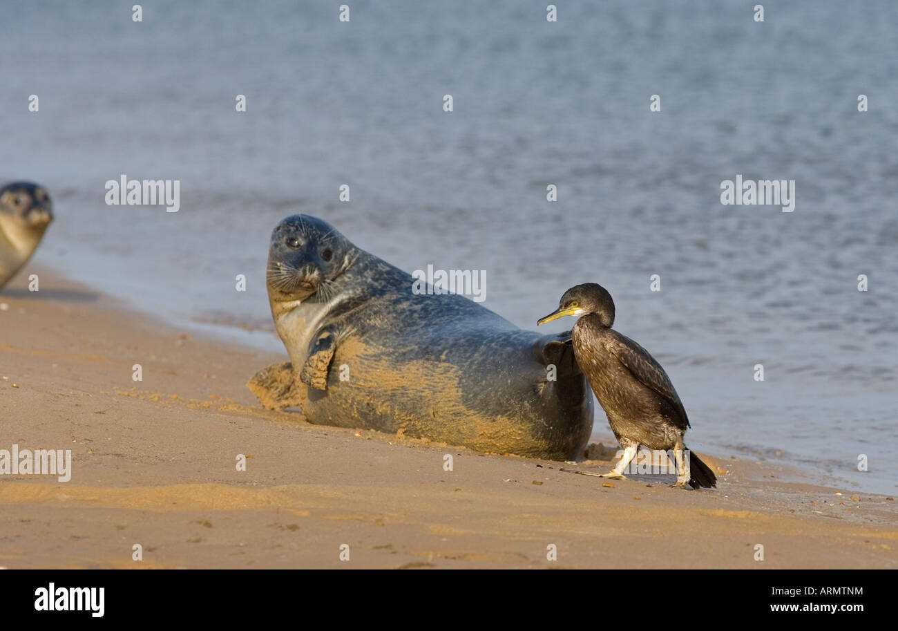Shag Phalacrocorax aristotelis e foche comuni sulla spiaggia di Wells, Norfolk Foto Stock
